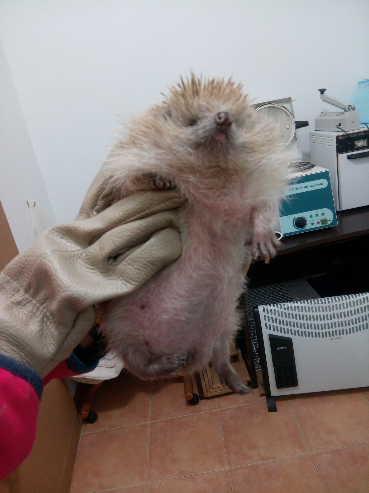 Tus Mascotas CV