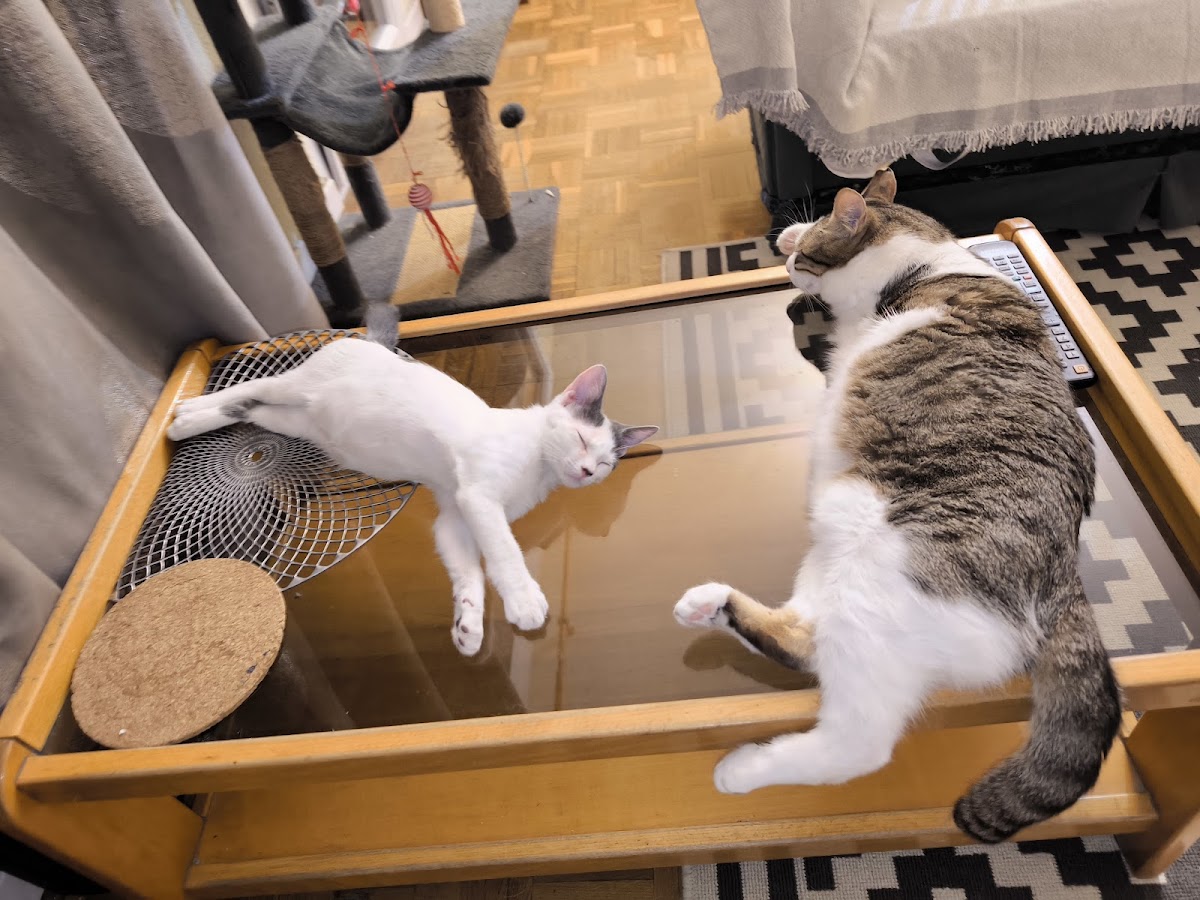 ShuKaMa / Cuidado de Mascotas, perros y gatos en El Espinar