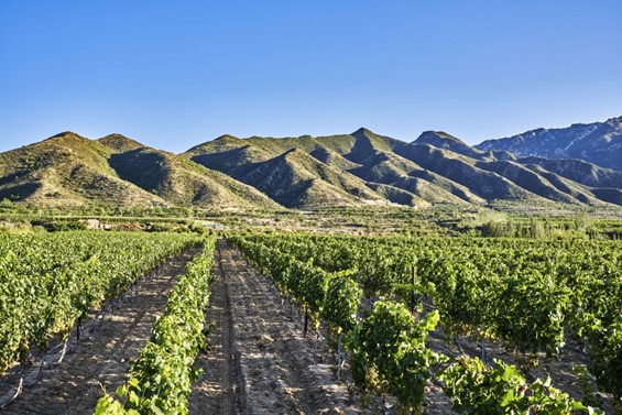 Asian Fine Wines