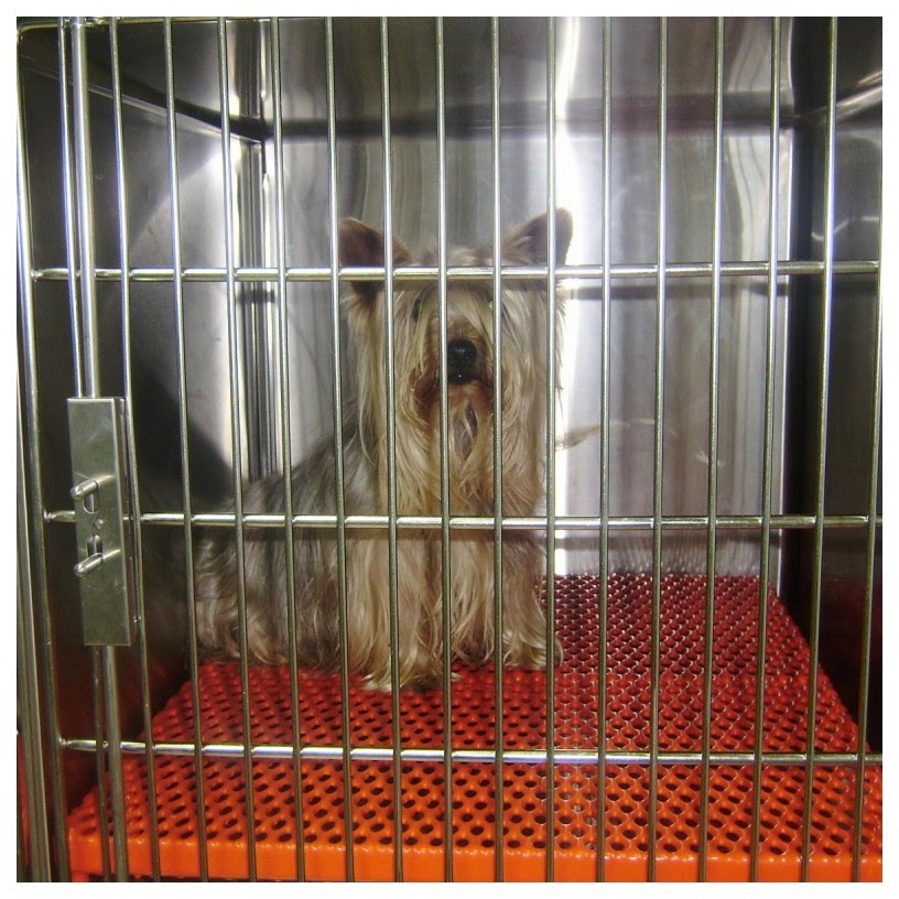 Centro Veterinario Cantalejo