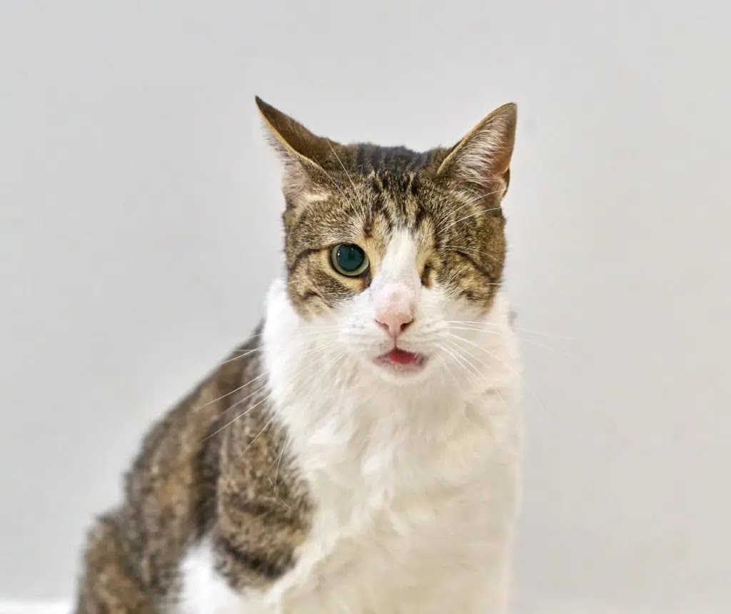 Clínica Veterinaria +COTAS Cuéllar